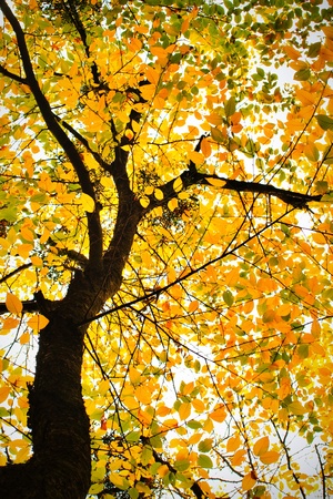 Brightly lit fall tree with leaves of golden color. View from below.の写真素材