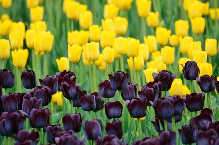 Beautiful spring tulips flowers of yellow and violet colorsの写真素材
