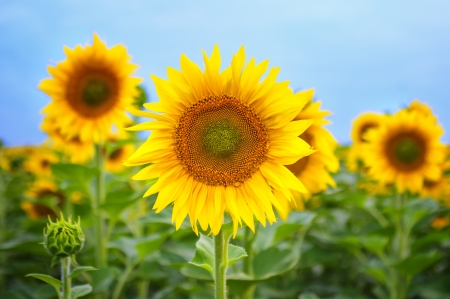 Beautiful sunflower in the field. Central composition, front view.の写真素材