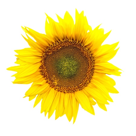 Bright blooming sunflower isolated on white background 
の写真素材
