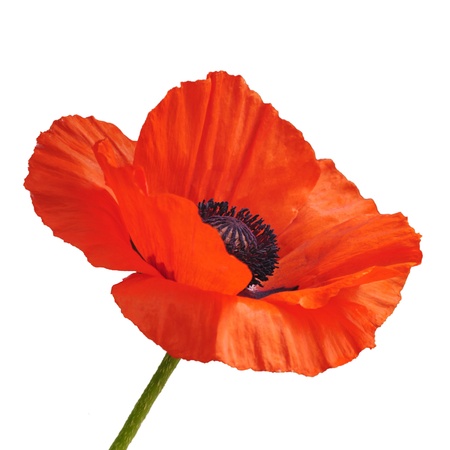 Single red poppy flower isolated on white background の写真素材