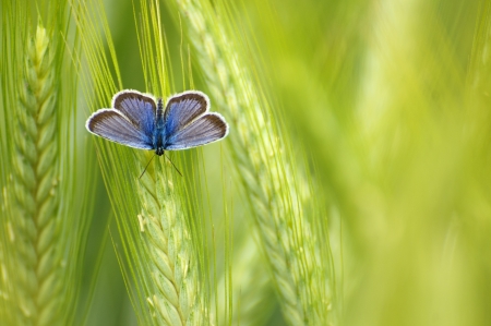 Bright blue butterfly in the green wheat ears  Shallow dof の写真素材