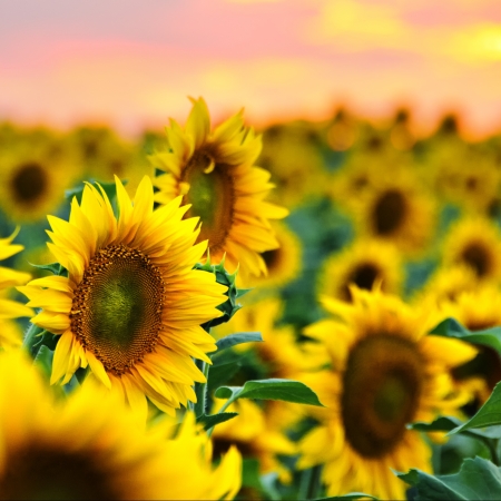 Beautiful sunflowers in the field at sunsetの写真素材
