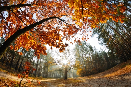 Sunrise in the autumn forest captures with a fish-eye lensの写真素材