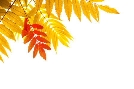 Beautiful autumn leaves of red and gold colors in the corner on white background の写真素材