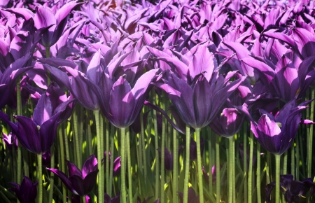 Field of beautiful violet tulips illuminated by sunの写真素材