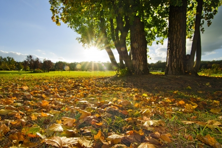 Sunny lawn with high trees and dried leaves on the ground illuminated by evening sunの写真素材