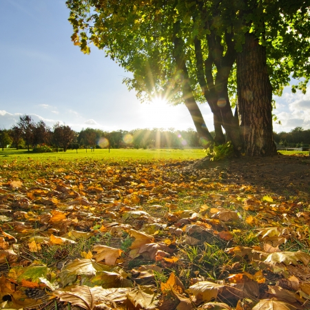 Beautiful trees and fallen golden leaves against sunの写真素材