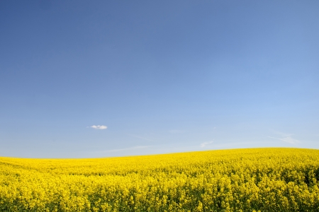 Rape field and blue sky. Landscape.の写真素材