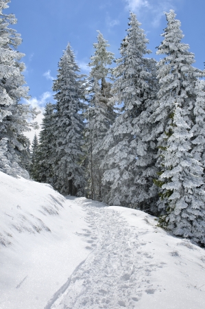 Winter landscape, bright sunny day with spruce trees covered by snowの写真素材