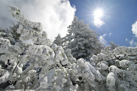 Beautiful spruces covered by snow against bright blue sky with sun の写真素材