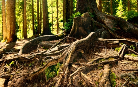 Fairy forest with plexus of pine tree roots の写真素材