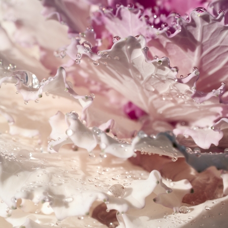 Beautiful natural background, water drops on decorative cabbage petalsの写真素材