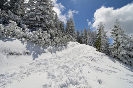 Winter landscape with spruce trees covered by snow and blue sky with cloudsの写真素材