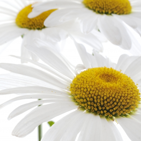 White daisy flowers background, square compositionの写真素材