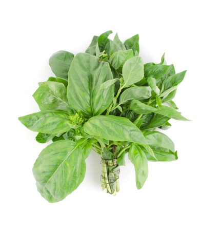 Bunch of fresh green basil isolated on whiteの写真素材