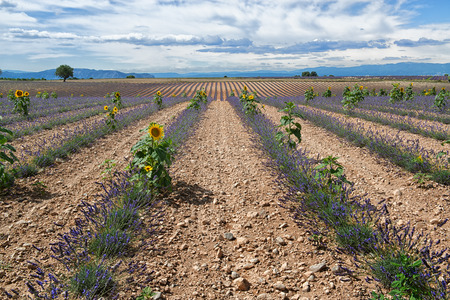 Beautiful landscape: lavender field with sunflowersの写真素材