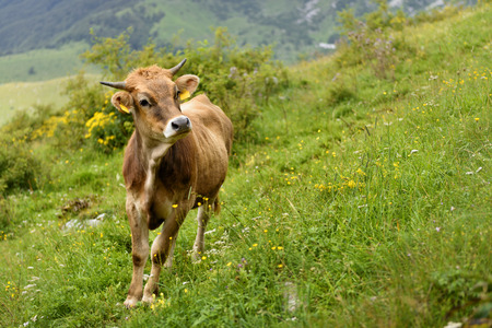Brown cow with smart face looking into the cameraの写真素材