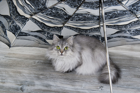 Grey fluffy cat sitting on the wooden floor under umbrella looking on the ownerの写真素材