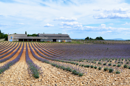 Field of young blooming lavender lines with farmの写真素材