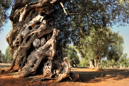 Old olive tree in the gardenの写真素材