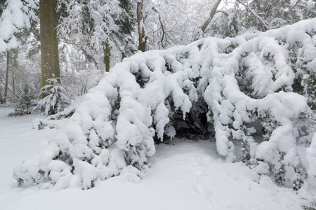 Winter scene in the park after heavy snowfallの写真素材