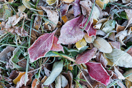 Frost on the colorful fall leaves on the groundの写真素材