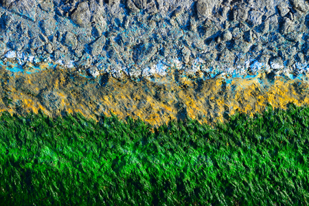 Drying algae on the quay backgroundの写真素材