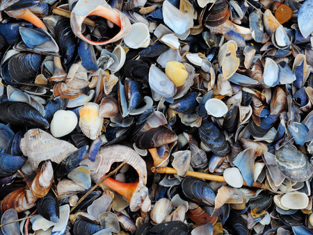 Sea shell background with multiple shell types from the Black Sea        