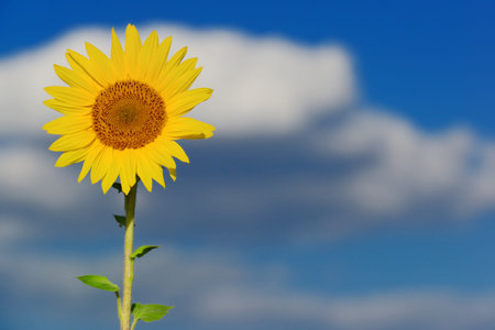 Isolated blooming organic sunflower with deep blue sky on the backgroundの写真素材