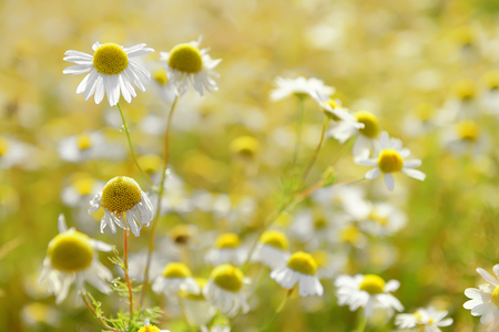 Wild organic chamomille blossoms field backlit by sun taken with macro-lensの写真素材