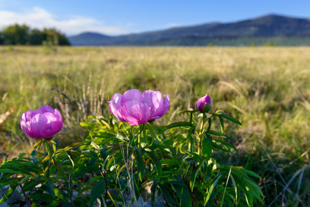 Beautiful wild peony flowers against mountains and blue sky