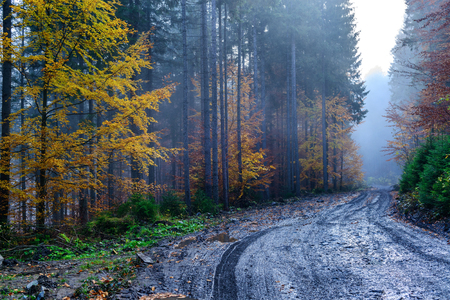 Foggy autumn forest with wet dirt road high in the mountainsの写真素材