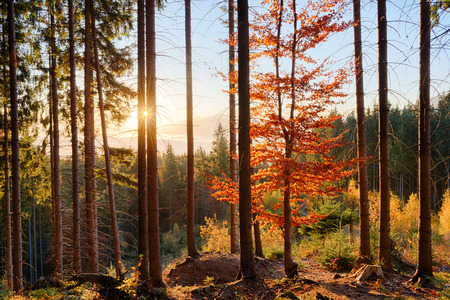 Amazing autumn morning in high mountains forest with sun rays shining through the treesの写真素材
