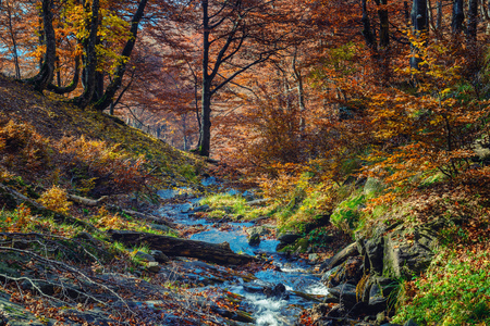 Golden colors of autumn in a beech forest with mountain creekの写真素材