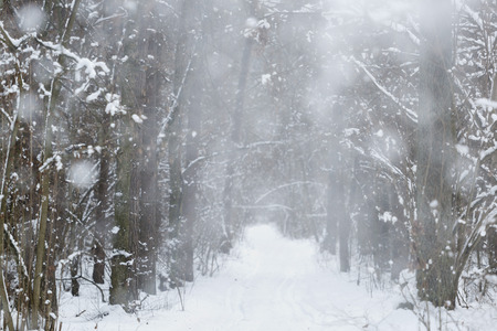 Snow falling in the winter forest, a backgroundの写真素材