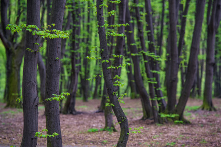 First fresh green leaves on the spring trees in the parkの写真素材