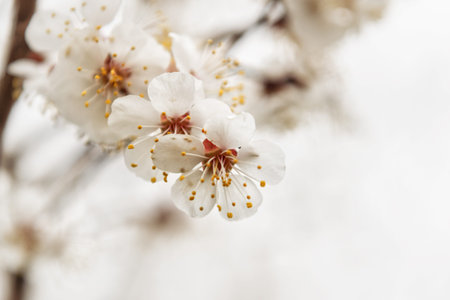 White cherry flowers blooming on the tree in high keyの写真素材