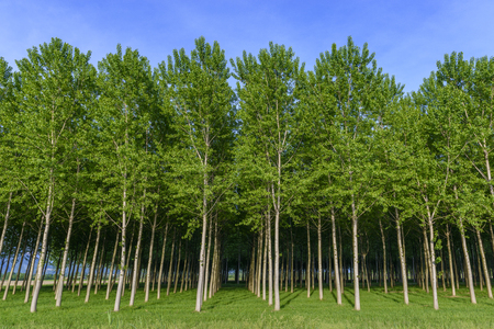 Artificial grove of young green trees in Friuli, Italyの写真素材