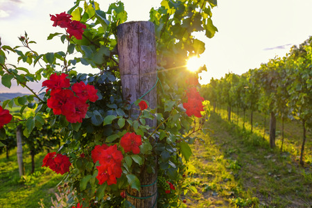 Beautiful rose flowers and vineyard in Vipava valley, Slovenia. Summer rural landscapeの写真素材