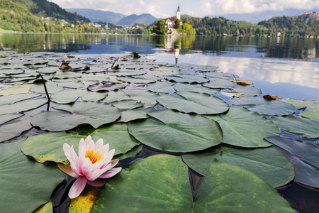 Beautiful water lily flower on the Bled lake with old monastery and castle on the backgroundの写真素材