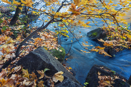 Colorful fall scene with yellow autumn leaves and blue water of forest streamの写真素材