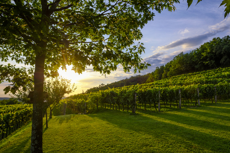 Beautiful sunset at the vineyard in Slovenia. Vipava valley regionの写真素材