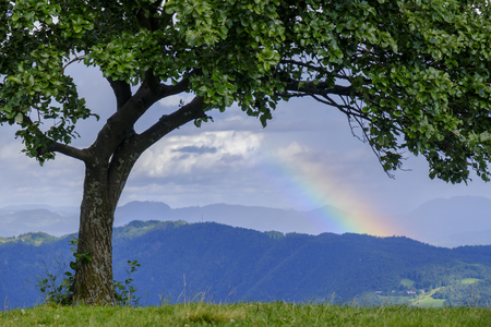 Green tree and rainbow on the top of the hill. Nature in Slovenia. Kobala mountain near Tolminの写真素材