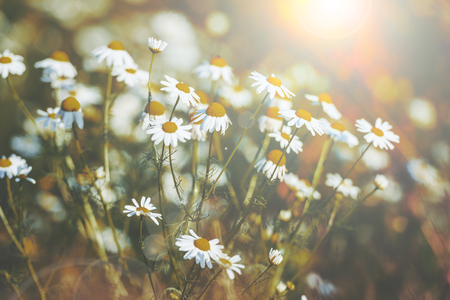 Beautiful daisy flowers in spring with sun flare. Shallow focus, muted colorsの写真素材