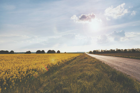 Canola field and road at the countryside. Vintage colors.