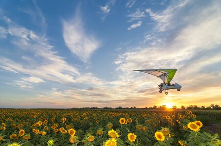 Beautiful sunflower field on a sunset with hang glider motor trike passing by on high speed. Focus on sunflower fieldの写真素材