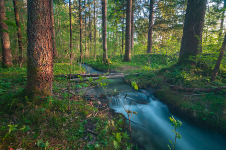 Magic morning in the forest.
