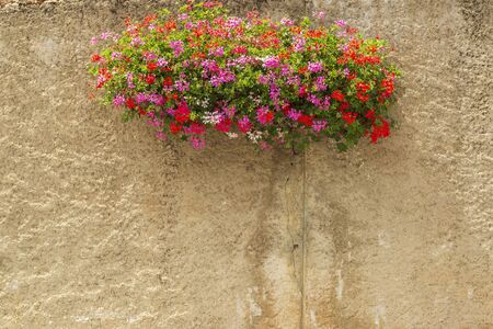 Picturesque old wall with bright blooming flowers. Spring and summer backgroundの写真素材