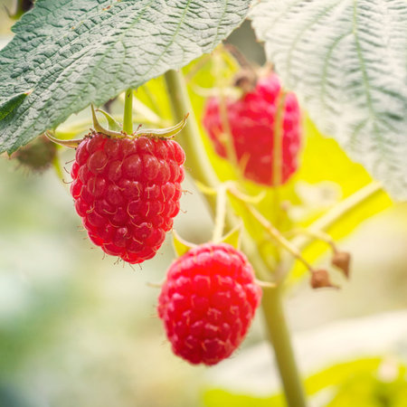Ripe juicy raspberries growing in the garden